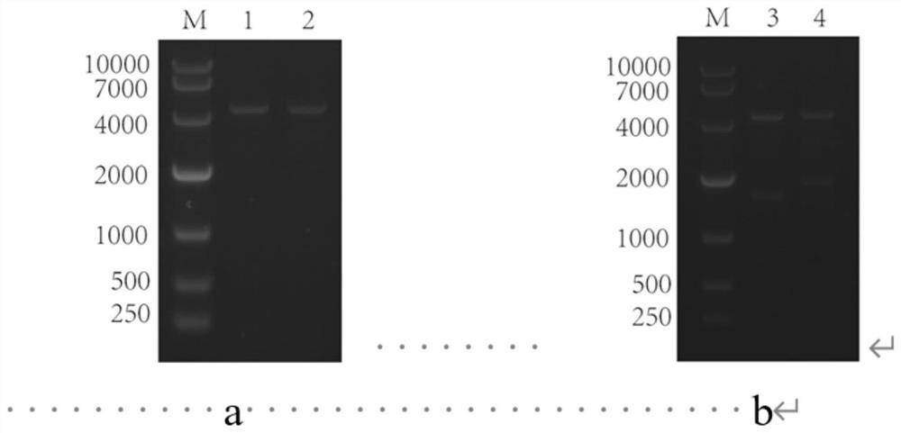 Construction method of vibrio parahaemolyticus gene efficient knockout plasmid