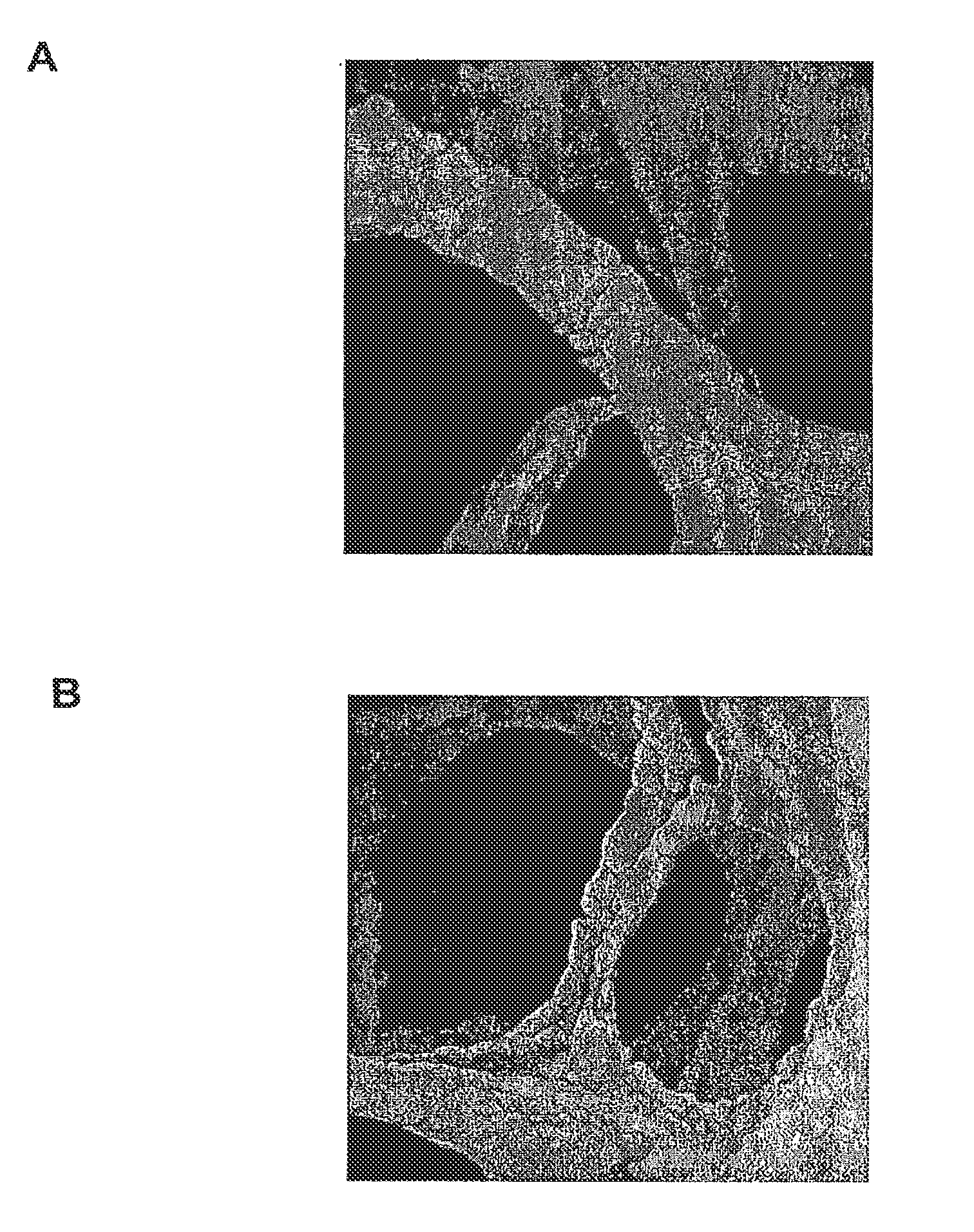 Metal Oxide Scaffolds