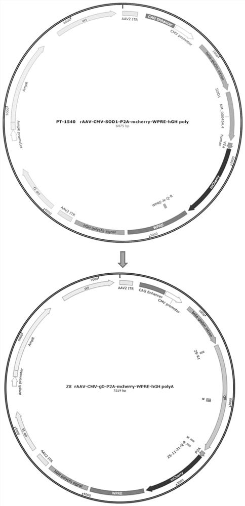 Recombinant adeno-associated virus transfer vector containing gD protein gene of variant porcine pseudorabies virus, virus and preparation and application thereof