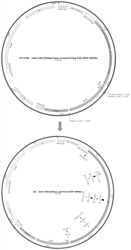 Recombinant adeno-associated virus transfer vector containing gD protein gene of variant porcine pseudorabies virus, virus and preparation and application thereof