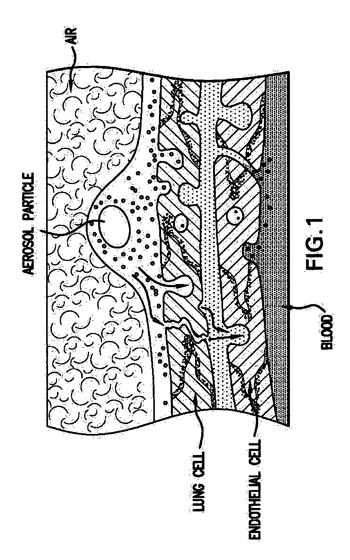 Growth factor therapy mobilization of stem cells into the periperal blood