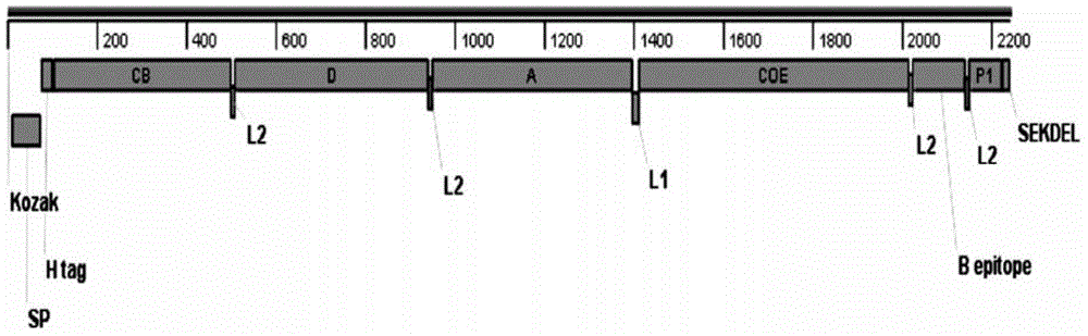 Fusion gene containing transmissible gastroenteritis virus (TGEV) and porcine epidemic diarrhea virus (PEDV) protective antigens as well as encoding protein and application thereof