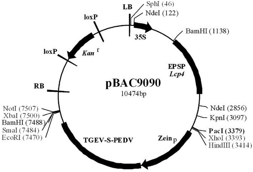 Fusion gene containing transmissible gastroenteritis virus (TGEV) and porcine epidemic diarrhea virus (PEDV) protective antigens as well as encoding protein and application thereof