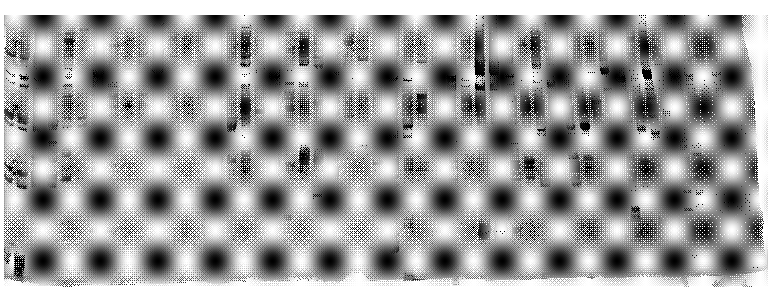 Method for developing functional molecular marker related to miRNA