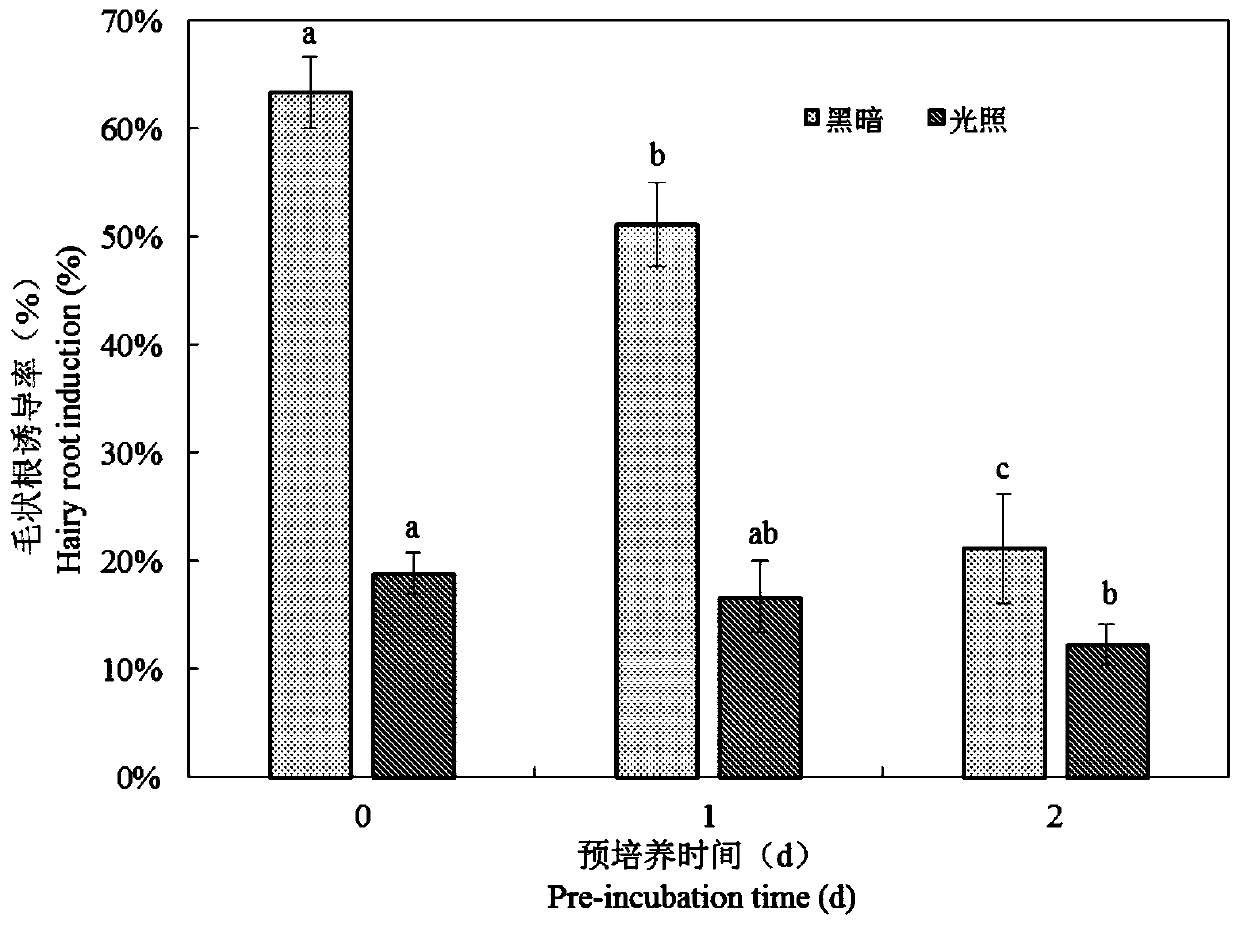 Induction and rapid propagation method of salvia chinensis hairy roots