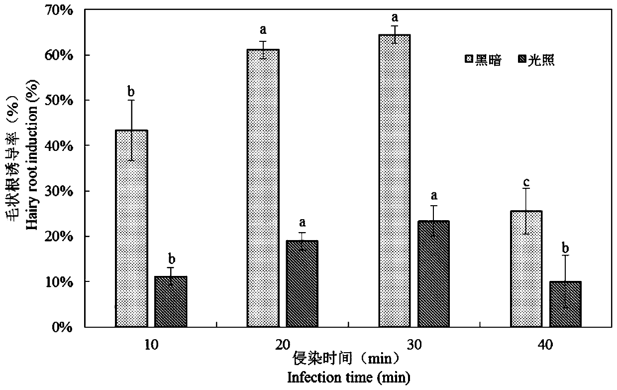 Induction and rapid propagation method of salvia chinensis hairy roots