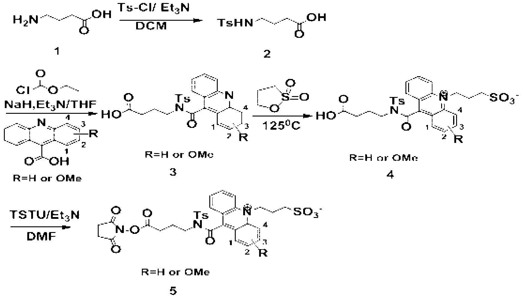 Preparation method for a series of acridine chemiluminescence agents