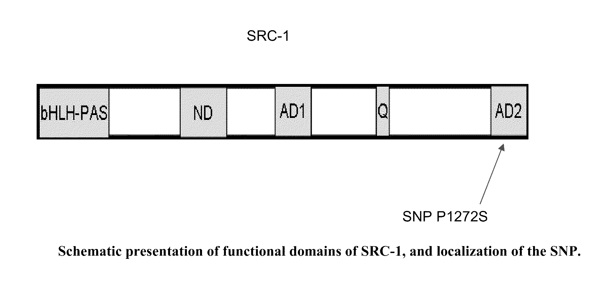 Genotyping for src-1 predicts for bone loss