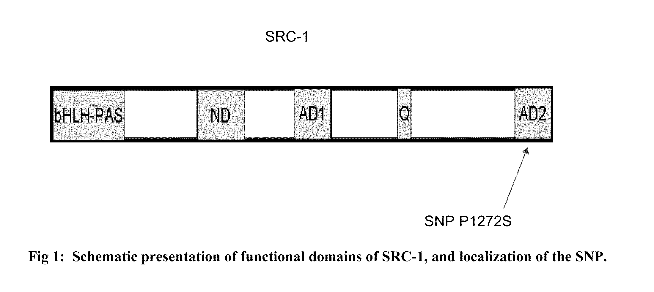 Genotyping for src-1 predicts for bone loss