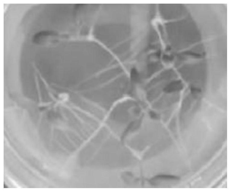 Tree tomato as well as cultivation method, rapid propagation method and application thereof