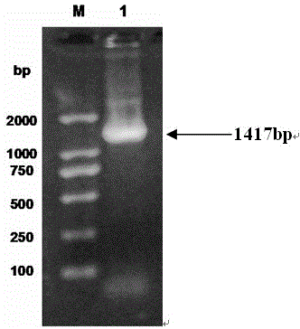 Soybean chalcone reductase gene CHR2 and applications thereof