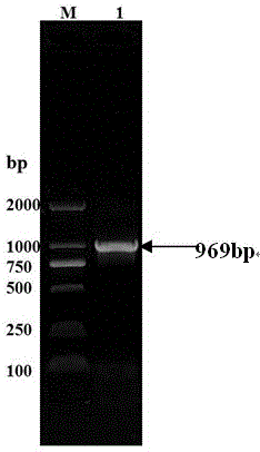 Soybean chalcone reductase gene CHR2 and applications thereof