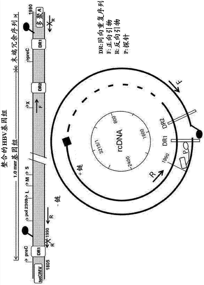 A novel high-throughput method for quantification of HBV cccDNA from cell lysate by real-time PCR