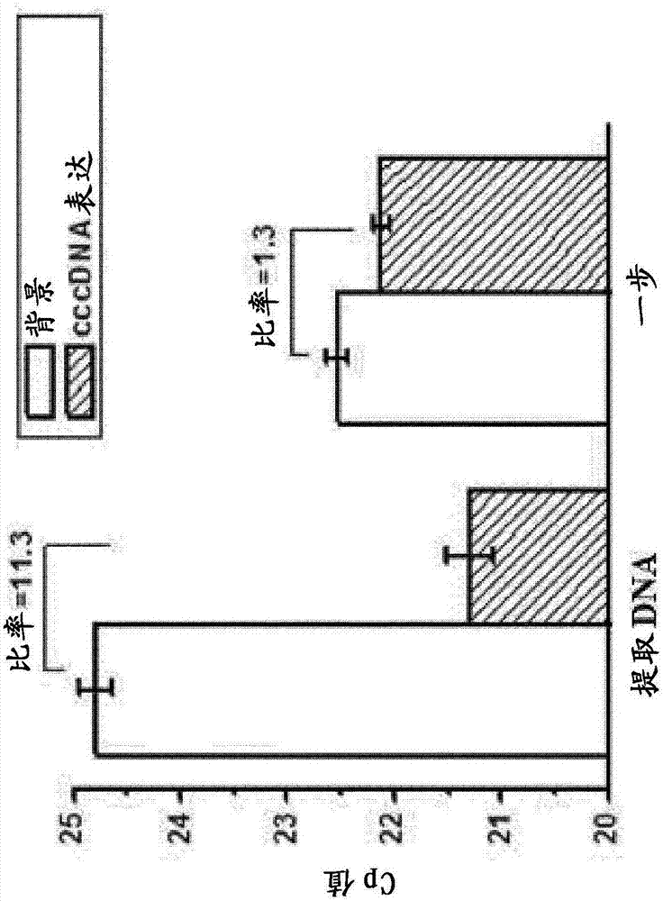 A novel high-throughput method for quantification of HBV cccDNA from cell lysate by real-time PCR