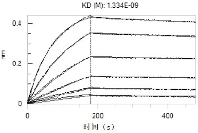 Method for detecting novel coronavirus neutralizing antibody by using BLI technology