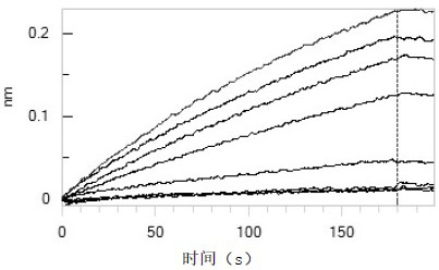 Method for detecting novel coronavirus neutralizing antibody by using BLI technology