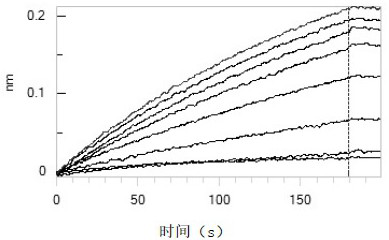 Method for detecting novel coronavirus neutralizing antibody by using BLI technology