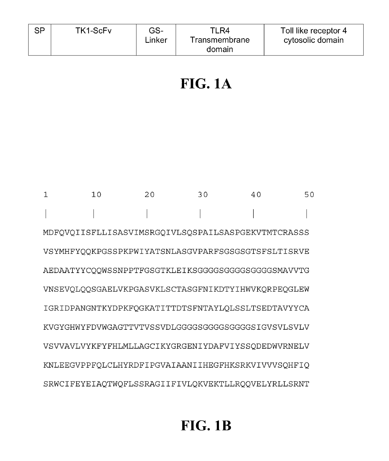 Transgenic macrophages, chimeric antigen receptors, and associated methods