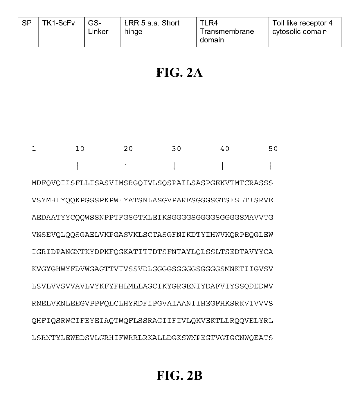 Transgenic macrophages, chimeric antigen receptors, and associated methods