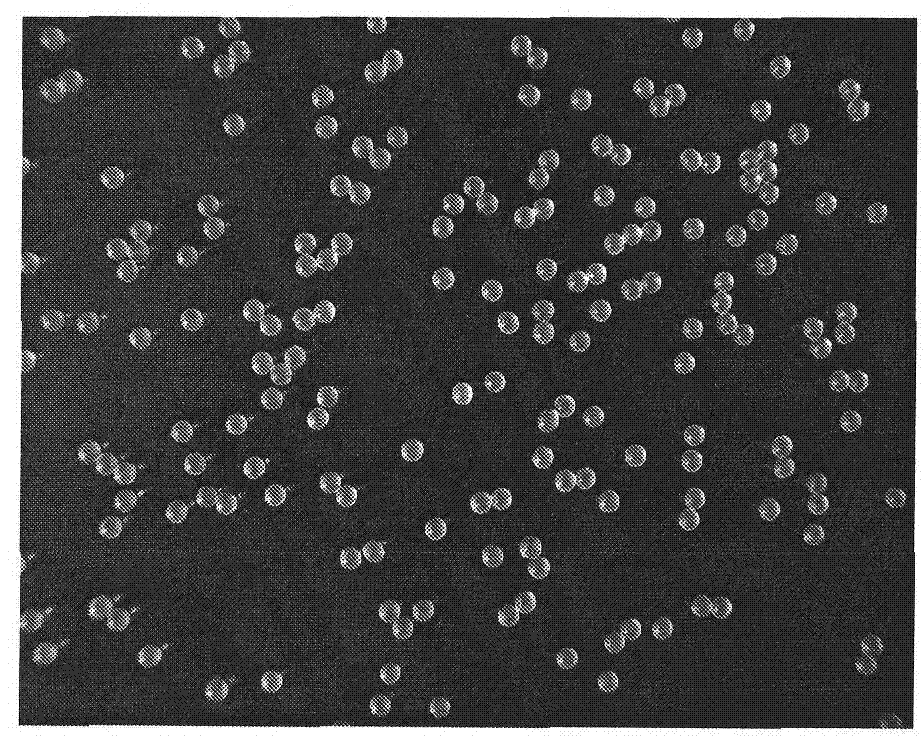 Capsule type microbial fertilizer and preparation method thereof