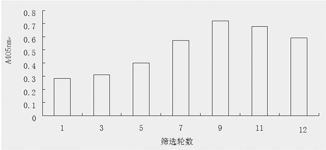 Aeromonas hydrophila aptamer, and screening method and application thereof