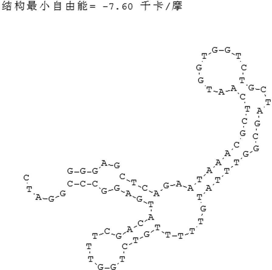 Aeromonas hydrophila aptamer, and screening method and application thereof