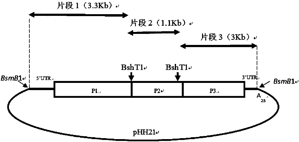 Human enterovirus D68 type infectious clone and construction method and application thereof