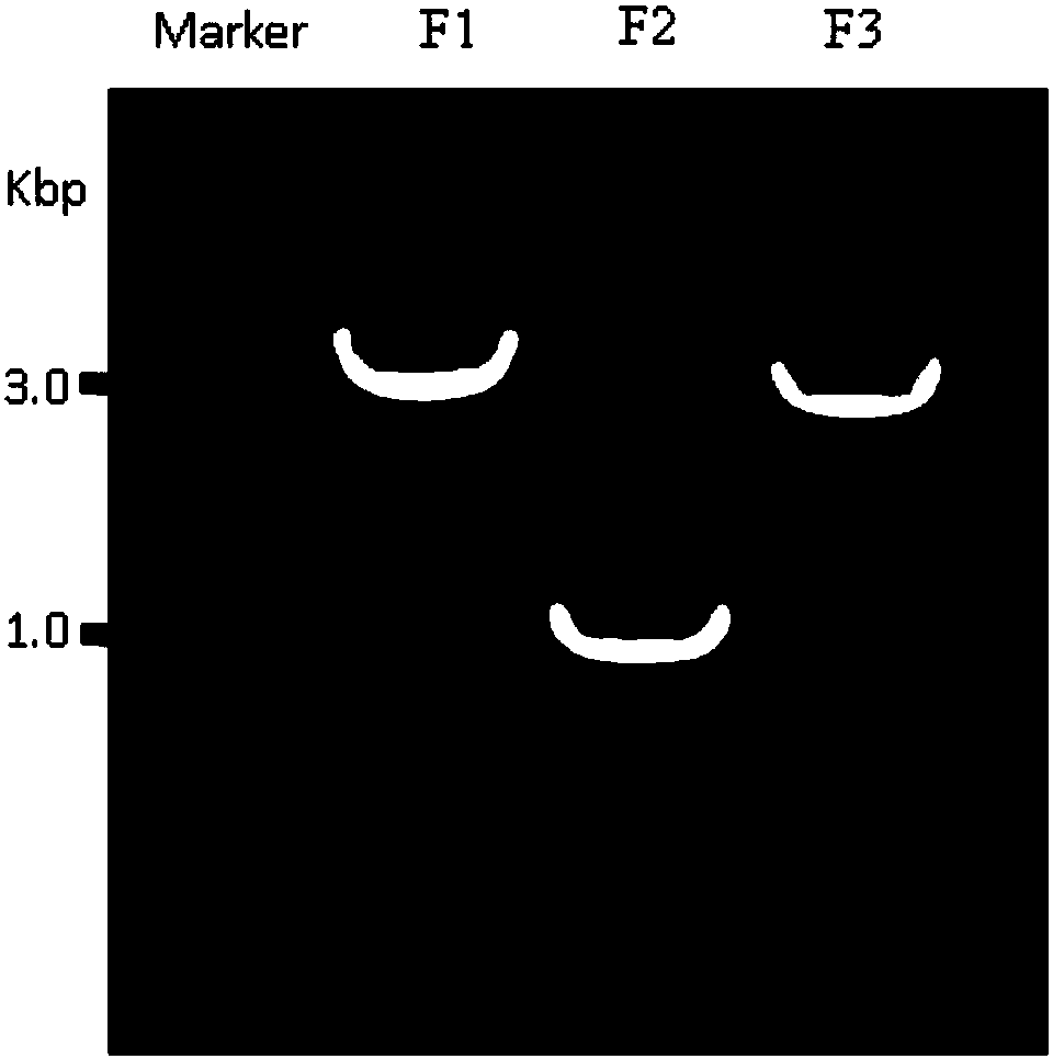 Human enterovirus D68 type infectious clone and construction method and application thereof