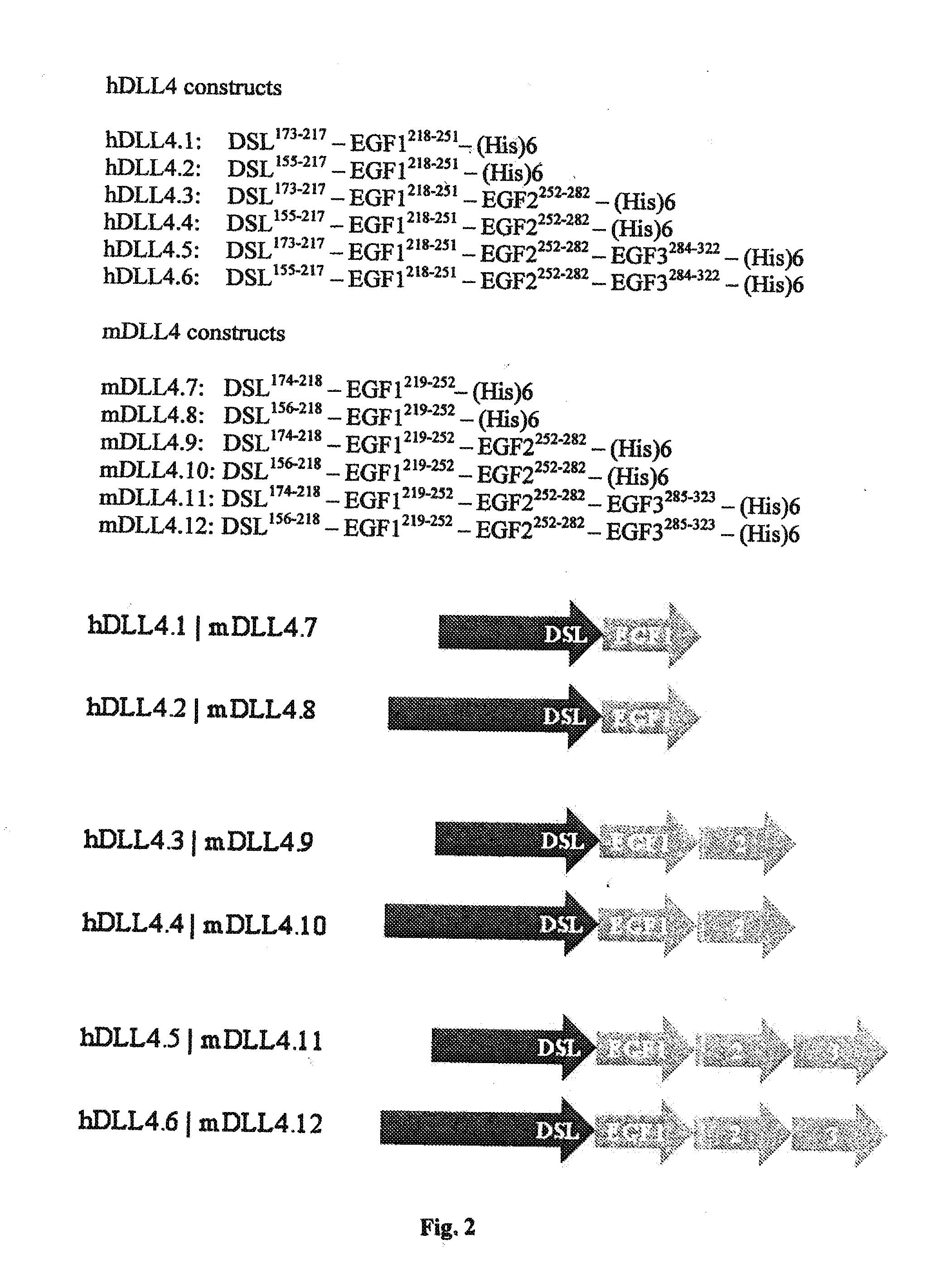 Bispecific binding molecules for Anti-angiogenesis therapy