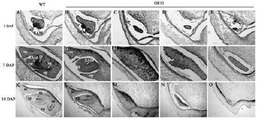 Application of rice glutaredoxin gene osgrxc2 in breeding