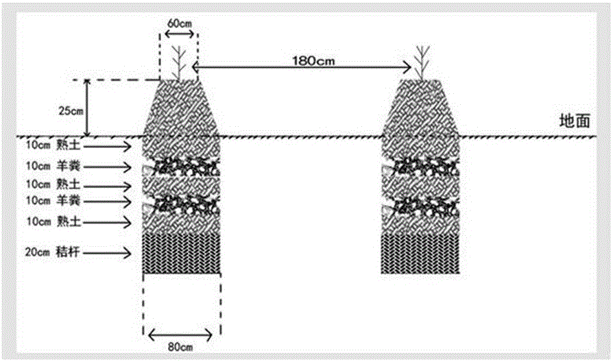 Method for cultivating grapes in greenhouses