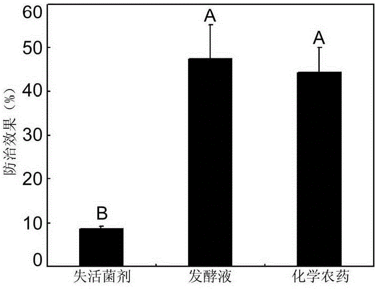 Application of rhodopseudomonas palustris fermentation liquor to rice blast prevention and control