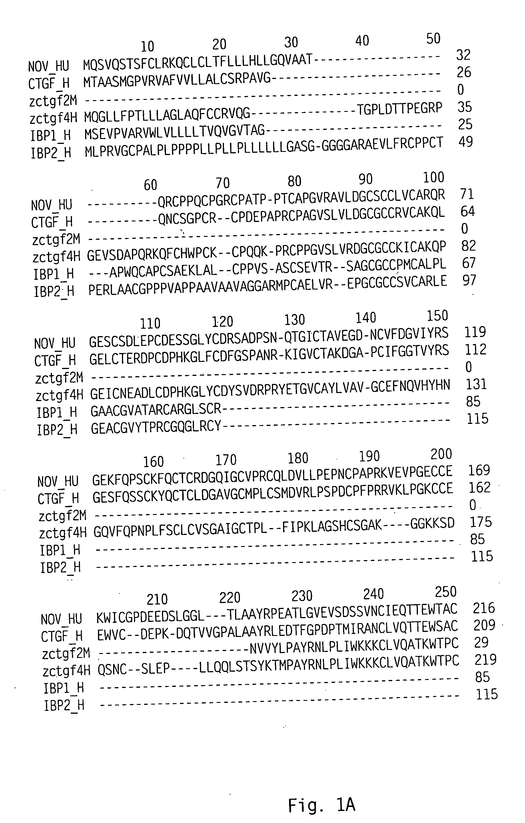 Connective tissue growth factor homologs