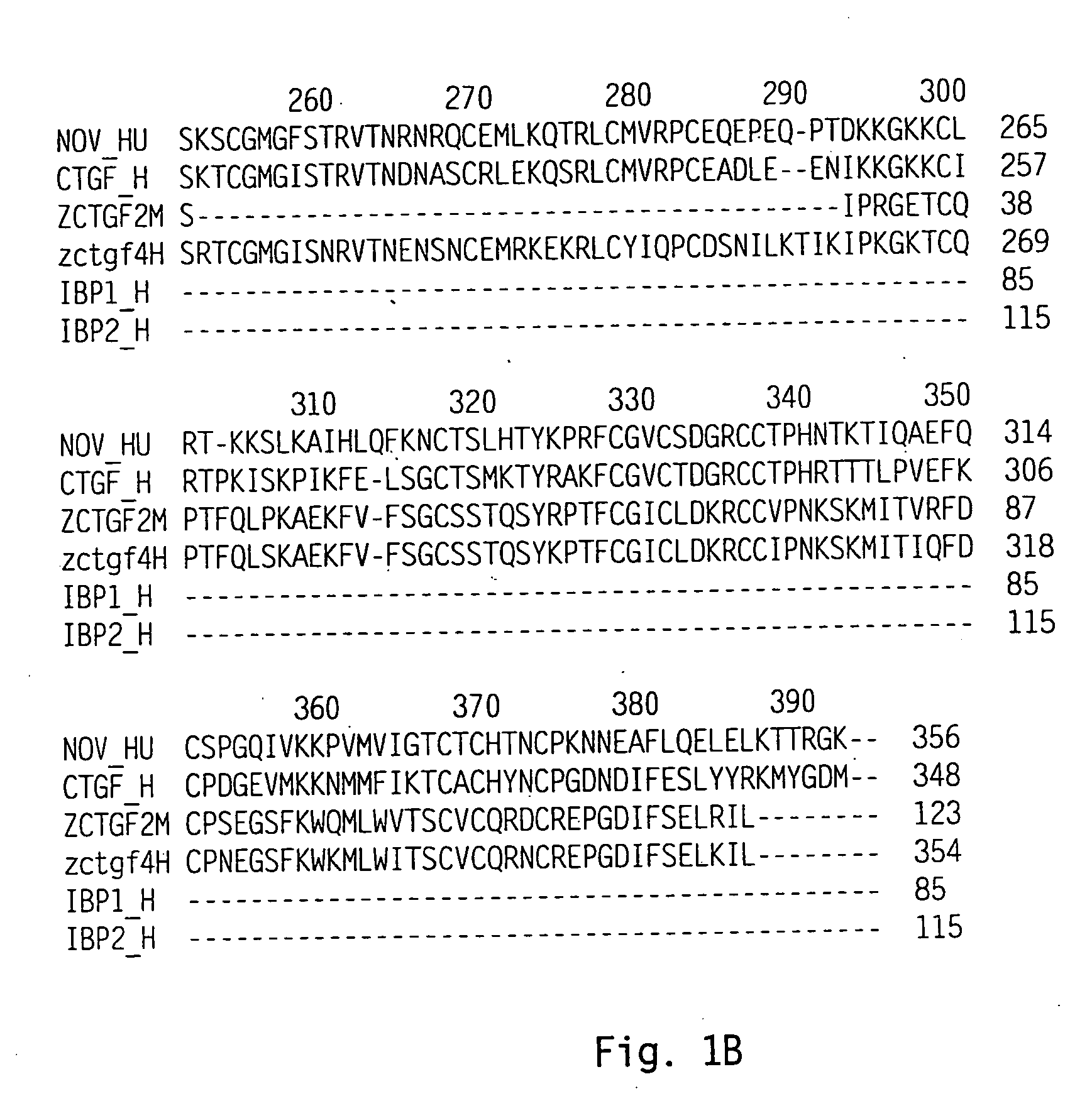 Connective tissue growth factor homologs