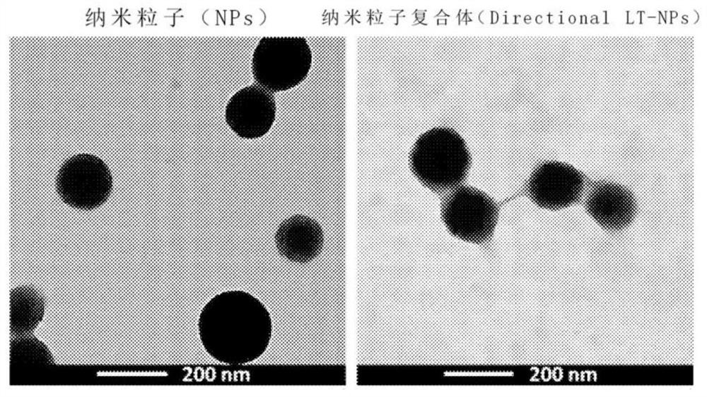 Nanoparticle composite showing improved endocytosis efficiency through surface modification using lipid and manufacturing method therefor