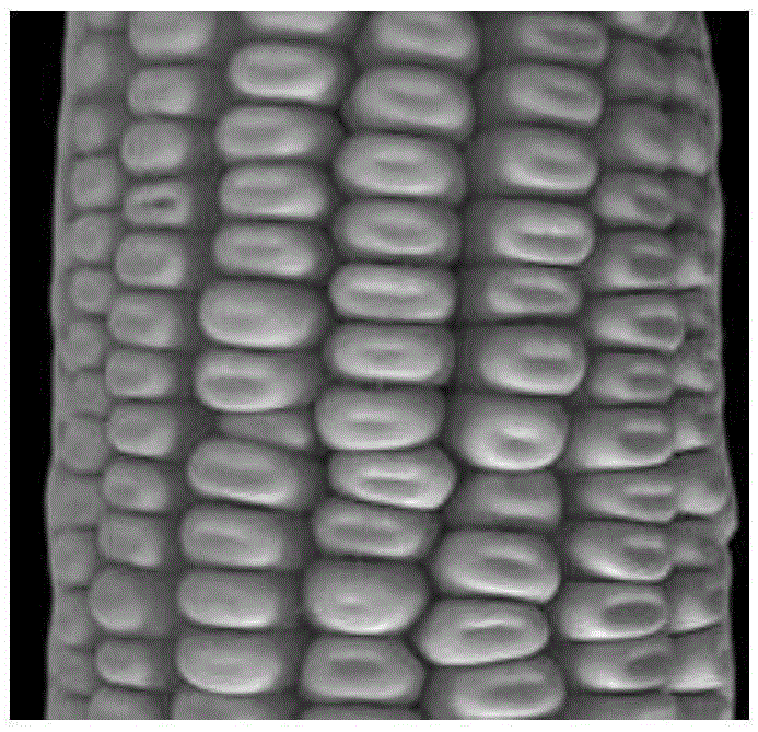 A method for identifying the type of corn kernels