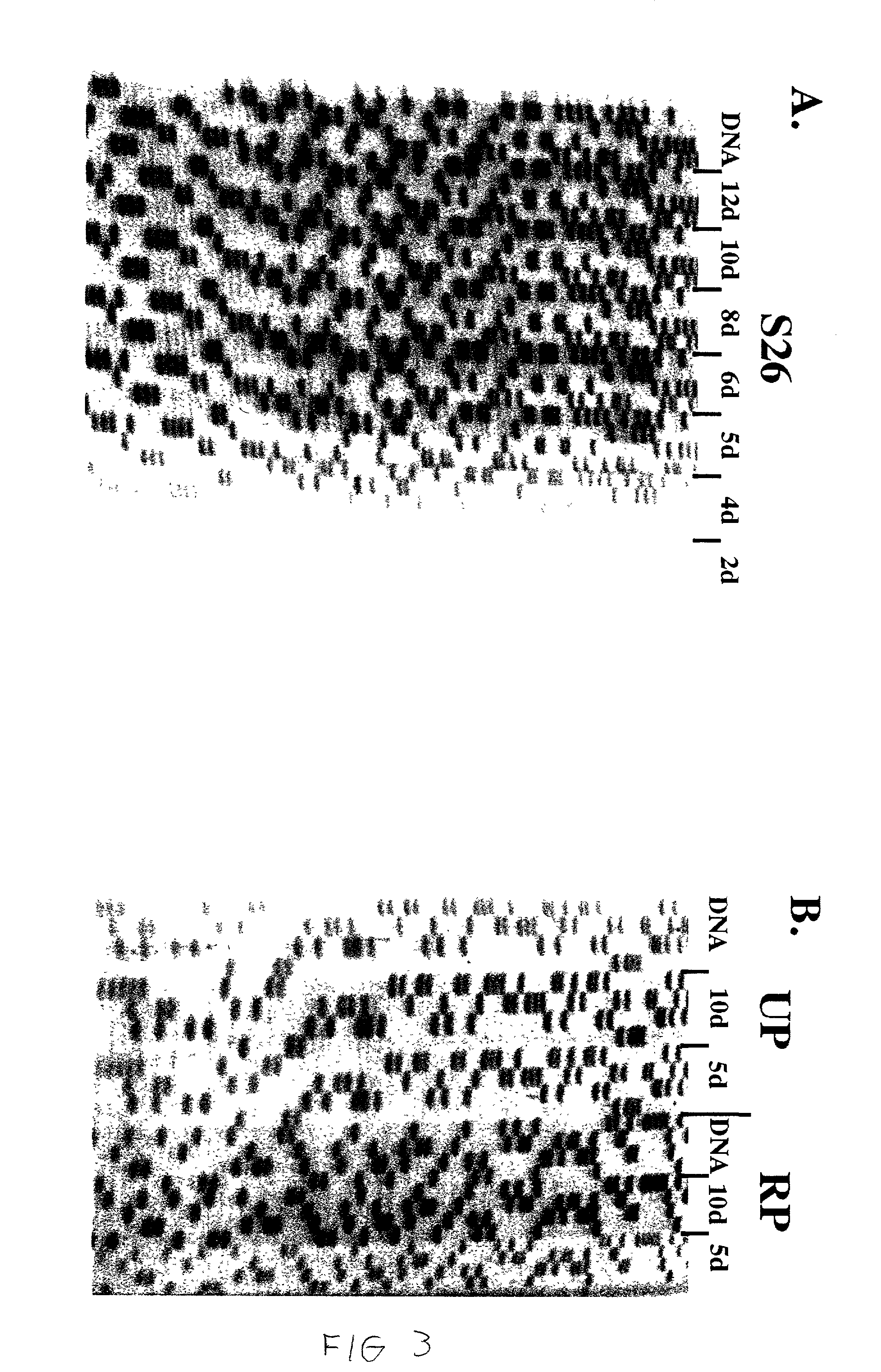 Use of primers containing non-replicatable residues for improved cycle-sequencing of nucleic acids