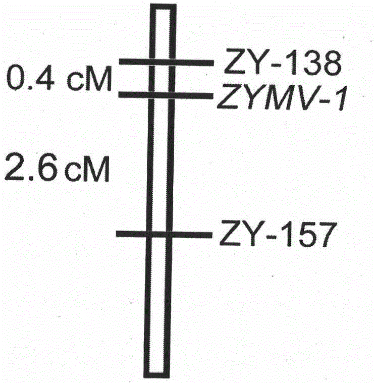 Molecular markers linked to ZYMV (zucchini yellow mosaic virus-1) dominant disease-resistant gene ZYMV-1 and application of molecular markers