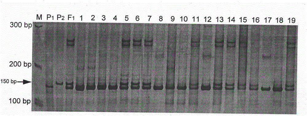 Molecular markers linked to ZYMV (zucchini yellow mosaic virus-1) dominant disease-resistant gene ZYMV-1 and application of molecular markers