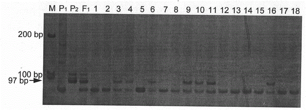 Molecular markers linked to ZYMV (zucchini yellow mosaic virus-1) dominant disease-resistant gene ZYMV-1 and application of molecular markers