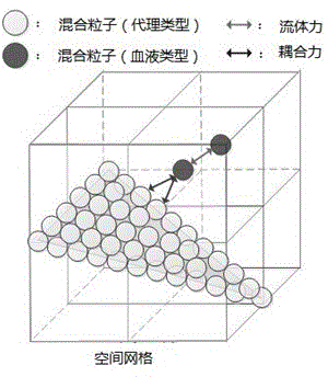 GPU (graphics processing unit) acceleration based real-time hybrid particle blood flow-blood vessel coupling method