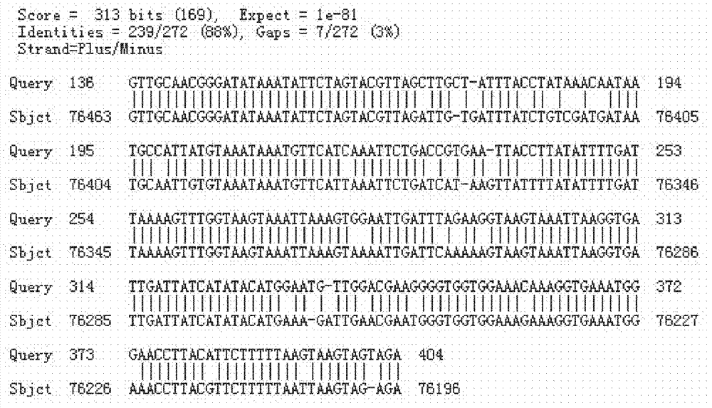 TRAP-SCAR252 (target region amplification polymorphism-sequence characterized amplified region 252) marker for identifying E group chromosomes of Agropyron elongatum and application thereof