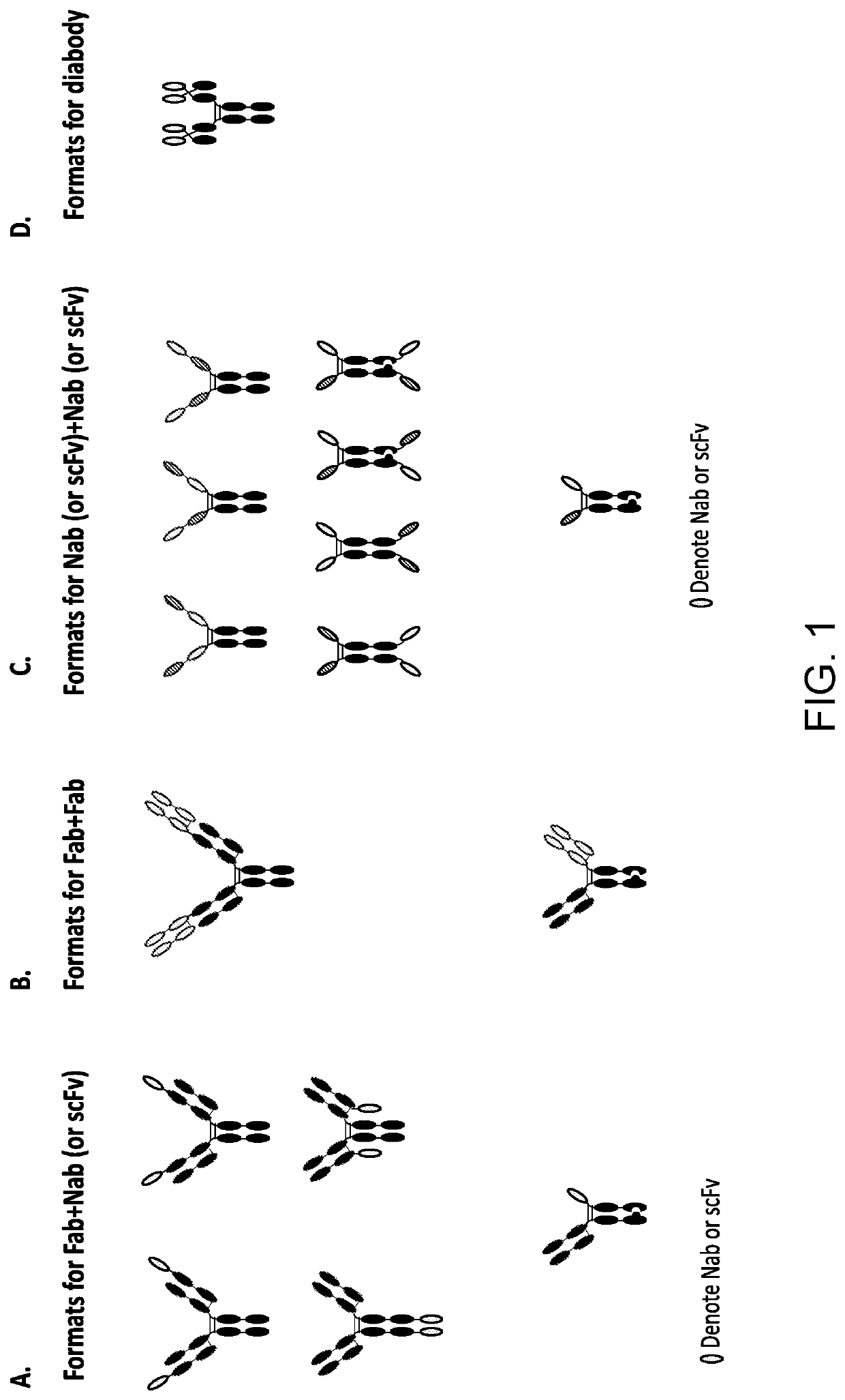 Wnt surrogate molecules and uses thereof