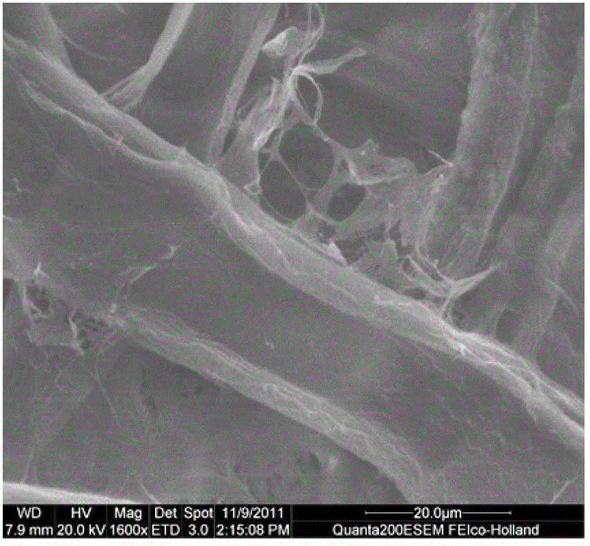 TCE bleaching technology for sulfate pulp of growing poplar by biological chemical method