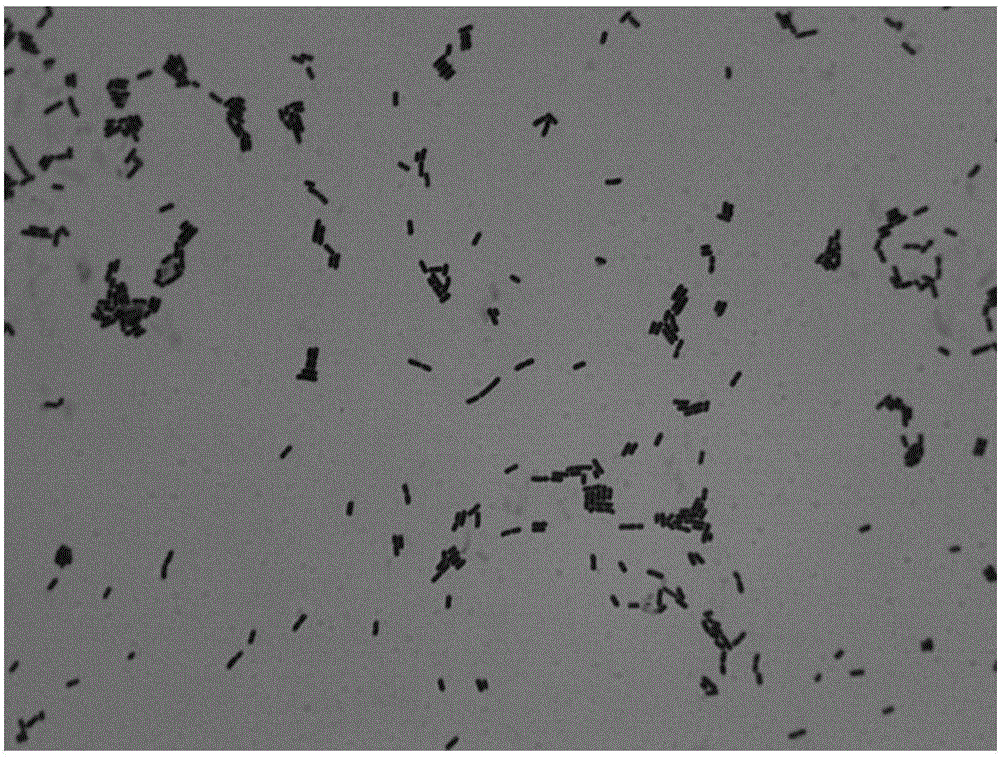 Lactobacillus D8 and application thereof