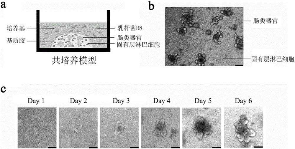 Lactobacillus D8 and application thereof