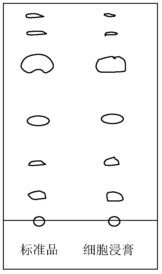 Method for producing beautiful millettia root polysaccharides from non-embryonic cells of millettia dielsiana through suspension cultivation