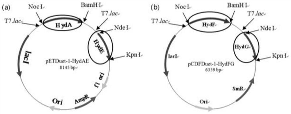 Method for reducing graphene oxide by utilizing microbial fermentation liquor