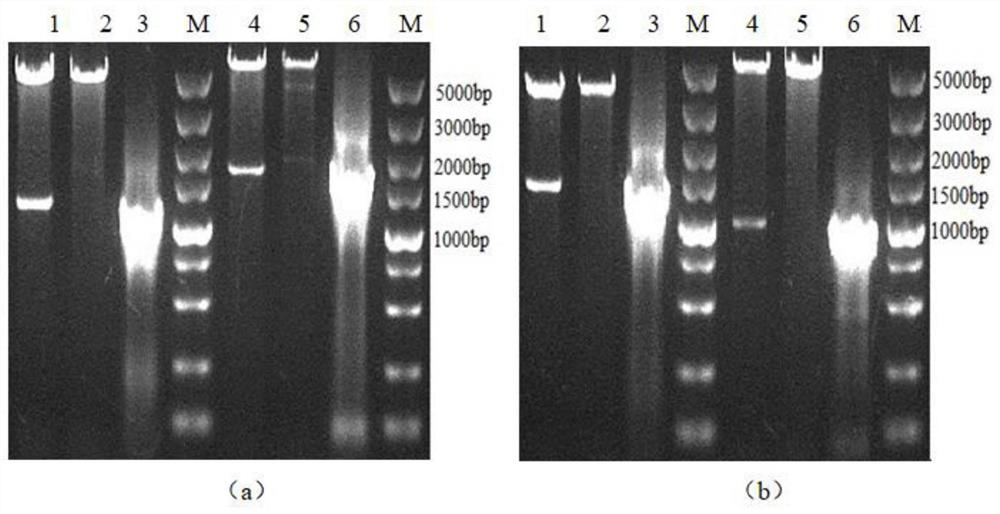 Method for reducing graphene oxide by utilizing microbial fermentation liquor