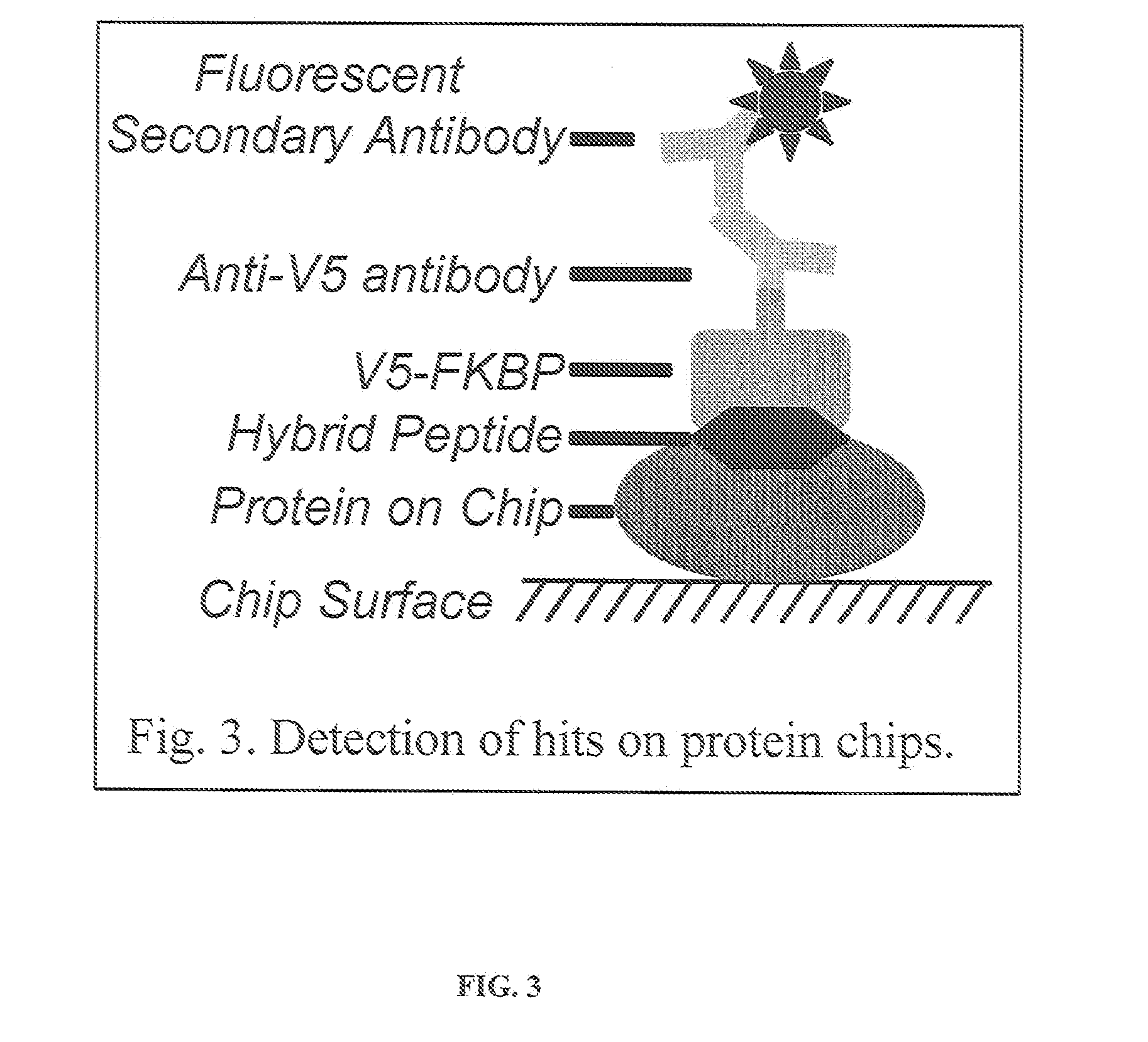 Hybrid Cyclic Libraries and Screens Thereof